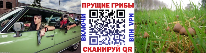 наркошоп  Рыбинск  Псилоцибиновые грибы мицелий 